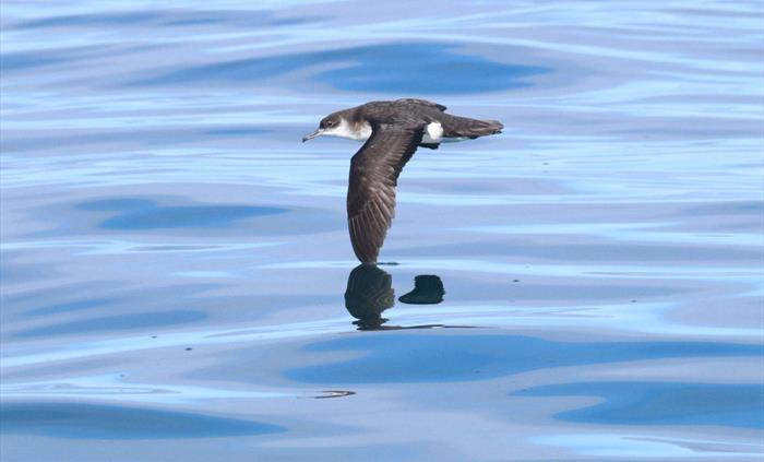 Manx Shearwater- living up to its name!